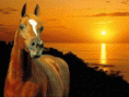 /album/galerie-photos/chevaux-gif-plusieur-gif/